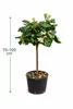 Drzewko pomarańczowe Arcobal 70–100 cm – Citrus sinensis Podgląd zdjęcia produktu 5