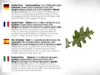 DR WAKDE'S Kantakari Pulver (Solanum xanthocarpum) - 100 g Produktbild-Vorschau 4