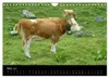 Die Welt der Kühe (Wandkalender 2027 DIN A4 quer), CALVENDO Produktbild-Vorschau 6