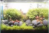 Sassi per acquario, Lawa Czarna Otaczana, rocce decorative Anteprima dell’immagine prodotto 6