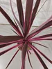 Cordyline australis 'Pink Passion'®, ook wel bekend als Productafbeelding-voorbeeld 3