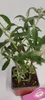Set mit 3 Schmetterlingssträuchern – Buddleja davidii – Produktbild-Vorschau 2