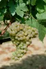 A close-up of a bunch of white grapes hanging from a vine, with green leaves and a brown vine stem visible. Produktbild-Vorschau