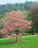 Cornus florida, Blumen-Hartriegel, 60–80 cm, weiße Blüten Produktbild-Vorschau 14