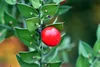 Mäusedorn (Ruscus aculeatus), výška cca 30 cm, 1-litrový Náhľad obrázku produktu 2