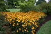 Stauden Gänge 10 x Rudbeckia fulgida 'Goldsturm' - Produktbild-Vorschau 3