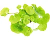 Wassernabel - Hydrocotyle leucocephala XXL Produktbild-Vorschau 2
