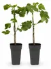 Ficus carica "Little Miss Figgy" - Figue à fruits rouges - Voir les images du produit 2