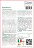 SAFLAX  - Regina dei prati - 500 semi - Filipendula Anteprima dell’immagine prodotto 3