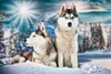 3 D Ansichtskarte Huskys, Postkarte Wackelkarte Produktbild-Vorschau 1