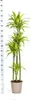 Drzewo smocze Dracaena deremensis Lemon Lime – roślina Podgląd zdjęcia produktu 5