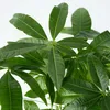 Arbre à argent - Pachira aquatica - Hauteur 60-70cm - ⌀17cm Voir les images du produit 3