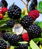 BALDUR Garten 1x Zuckerbrombeere 'Asterina®', Pflanze im 2 Produktbild-Vorschau 1
