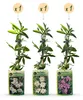 Green boutiQ - Passiebloem - Passiflora Tricolour  - Bloem Voir les images du produit 2