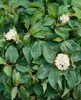 Cornus sericea 'Flaviramea', dereń żółty, 80-100 cm Podgląd zdjęcia produktu 3