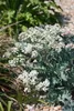 Crambe maritima, Meerkohl, essbar, ca. 11x11 cm Topf Produktbild-Vorschau 4