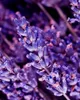 Yodema Kent acqua profumata per uomo 100ml Anteprima dell’immagine prodotto 10