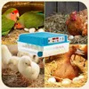 Couveuse Jopassy Poussins Eco l'incubateur Couveuse pour 64 Voir les images du produit 7