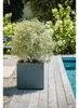 EDA 013728 G.ANT SX EDA Plantenpot VOLCANIA, vierkant, 495 Productafbeelding-voorbeeld 22