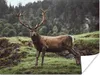 MuchoWow® Poster Hirsch - Baum - Berg 160x120 cm - Foto Produktbild-Vorschau 1