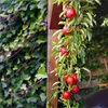 Malus domestica Ballerina 'Flamenco' Melo colonnare, albero Anteprima dell’immagine prodotto 4