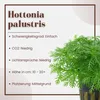 Aquarium Pflanze 3 Stück Hottonia palustris Wasserpflanze Produktbild-Vorschau 3