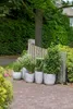 A collection of potted plants arranged on a brick pathway next to a wooden fence and a hedge. Náhľad obrázku produktu