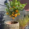 A small citrus tree with oranges and white flowers in a decorative pot, placed against a wooden fence. Podgląd zdjęcia produktu