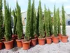 10x Totem 150 - 170 cm Toskana Zypresse Mittelmeerzypresse Produktbild-Vorschau 5