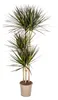 Dracaena Marginata Magenta, pot de 24 cm - hauteur 130-150 Voir les images du produit 1