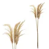 Pampasgras 12er Set 4 Farben Dekogras H90-100cm Produktbild-Vorschau 5