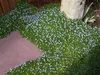 Stauden Gänge 10 x Isotoma fluviatilis - Blauer Produktbild-Vorschau 7