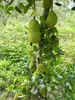 Jackfruit (Artocarpus heterophyllus)  – 2 kusy Náhled obrázku produktu 3