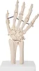 Anatomie Skelett Mensch Modell Skelett Hand Lebensgroß Produktbild-Vorschau 2