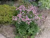 Große Sterndolde, im Topf - Astrantia major Produktbild-Vorschau 4