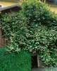 Actinidia kolomikta, Kiwi, dekoratives Laub, 60–100 cm Produktbild-Vorschau 7