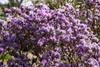 Zwerg-Rhododendron 25-30 cm, im Topf - Rhododendron Produktbild-Vorschau 4