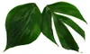 Philodendron « Queue de dragon » - Rhaphidophora decursiva Voir les images du produit 5