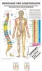 Meridiane u. Dorn Mini-Poster Anatomie 34x24 cm Produktbild-Vorschau 1