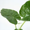 Alokasie - 2 Stk - Alocasia 'Macrorrhizos' - Höhe 60-70cm - Produktbild-Vorschau 4