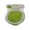 Grasartiger Wasserschlauch - Utricularia graminifolia Produktbild-Vorschau 4