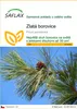 SAFLAX - zlatá borovice - Pinus ponderosa - 20 Semena Náhled obrázku produktu 1