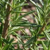 6x Rosmarinus officinalis P9 H20 Produktbild-Vorschau 2