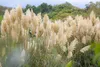 A field of tall, feathery pampas grass with a green, hilly background. Produktbild-Vorschau