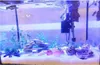 Aquarium Deko, Dekorationsmuscheln Aquarium 100 g, Bunt Mix Produktbild-Vorschau 4