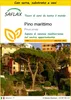 SAFLAX Insieme di coltivazione - Pino marittimo - 6 semi - Anteprima dell’immagine prodotto 1