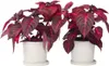 Blutblatt - 2 Stk - Iresine herbstii - Höhe 20-30cm - ⌀13cm Produktbild-Vorschau 5