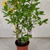 Lonicera caerulea 'Larisa' - Honigbeere - Höhe 70 cm - Produktbild-Vorschau 6