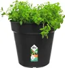 elho green basics Anzuchttopf 24cm - lebhaft schwarz Produktbild-Vorschau 5