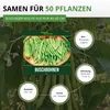 Buschbohnen Saxa Samen - Phaseolus vulgaris  - Bohnensamen Produktbild-Vorschau 3